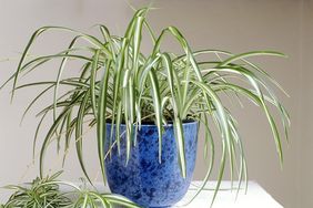 Potted Spider Plant