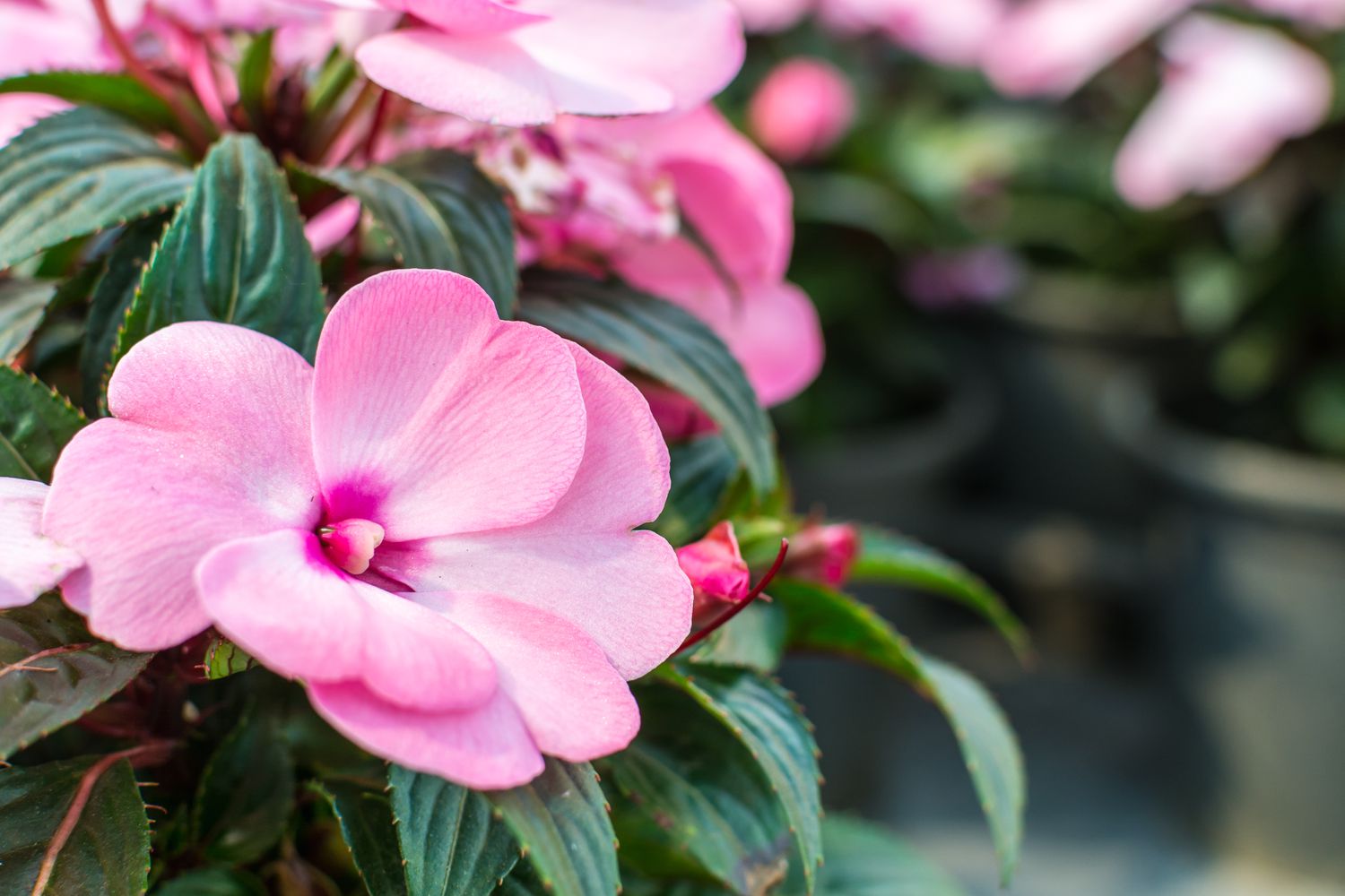 pink Impatiens
