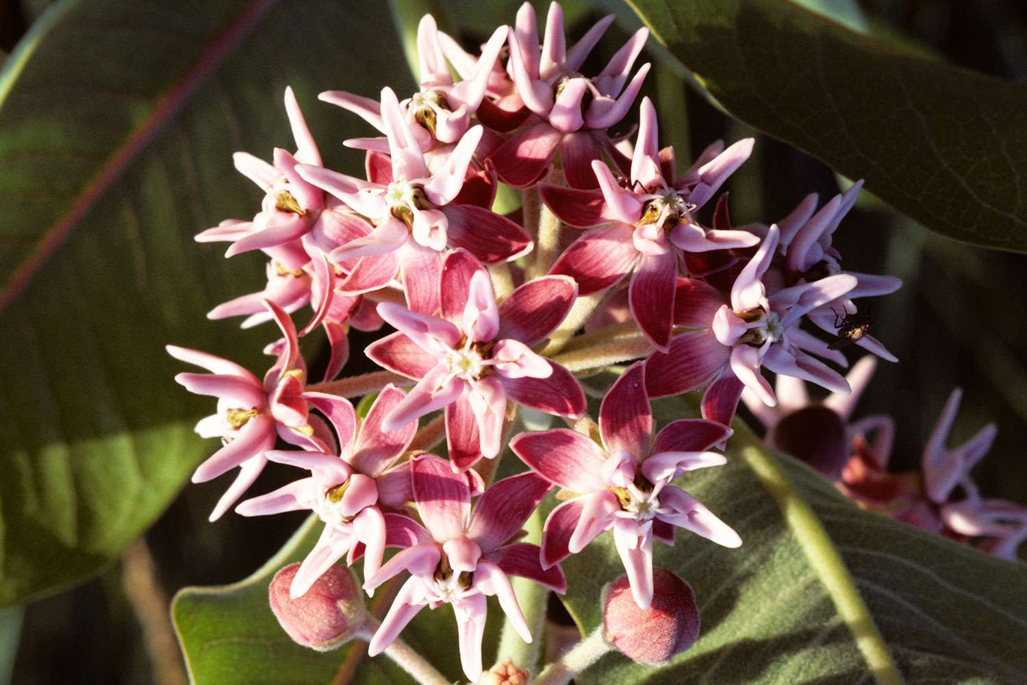 Showy Milkweed