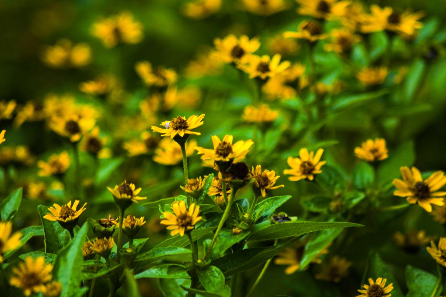 Sphagneticola trilobata