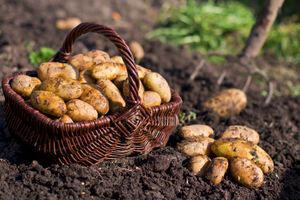 Potatoes being harvested