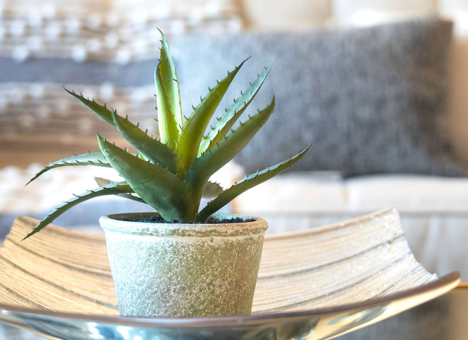 aloe vera plant in a pot with a sofa in the background