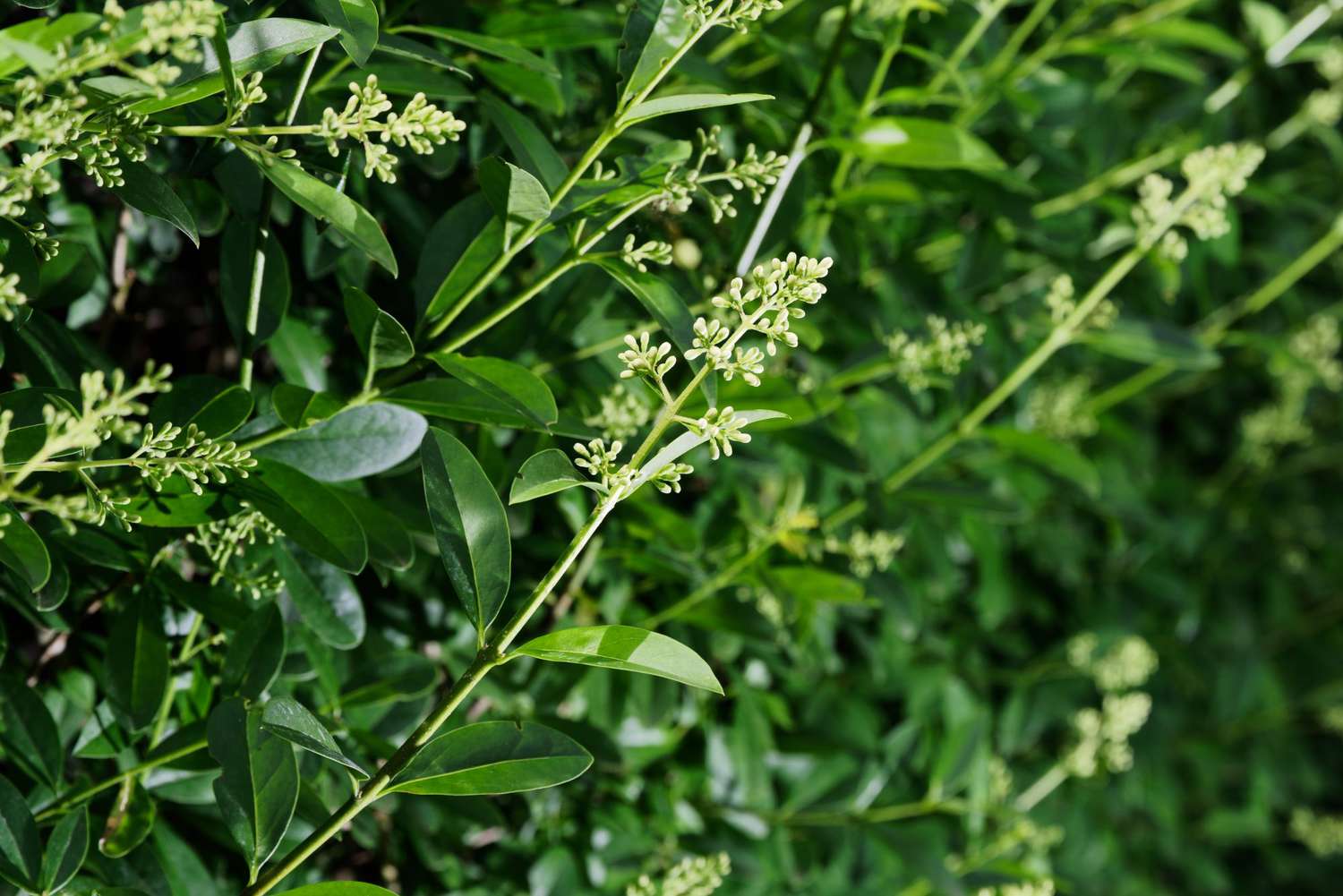 close-up of privet hedge