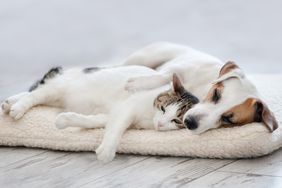 A cat and a dog resting closely together on a cushion