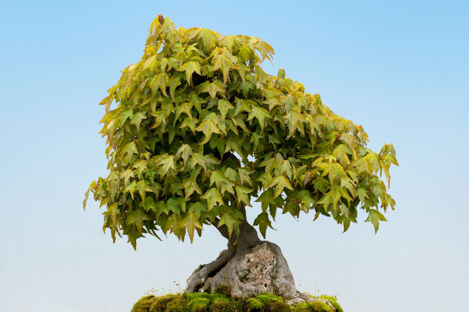 Trident maple bonsai