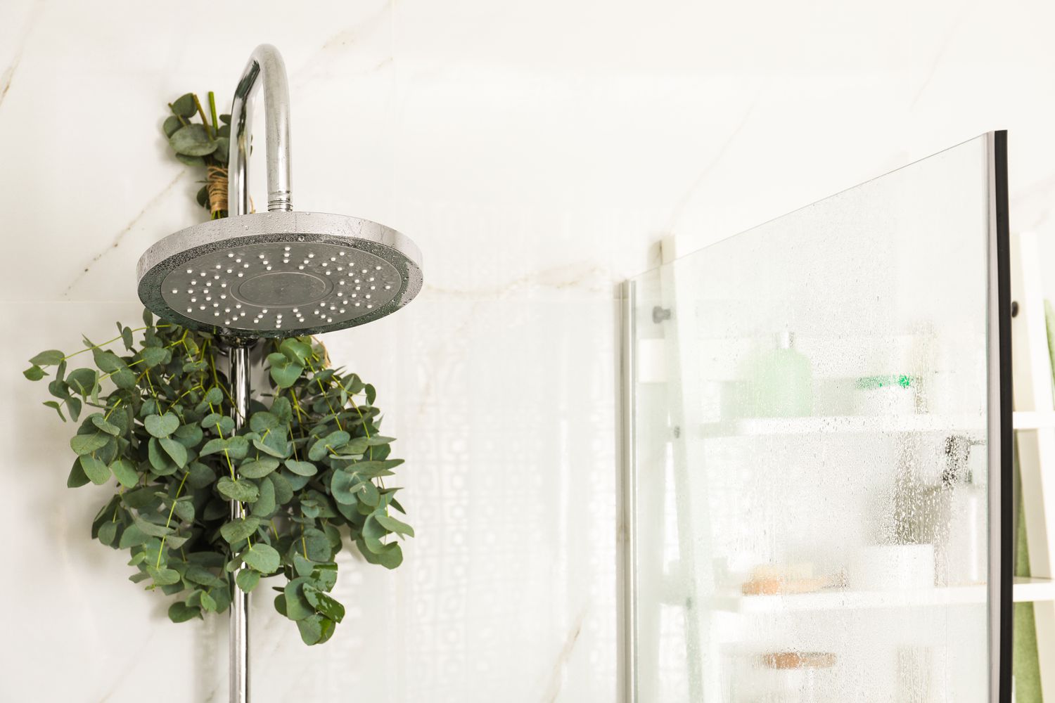 Eucalyptus in the shower