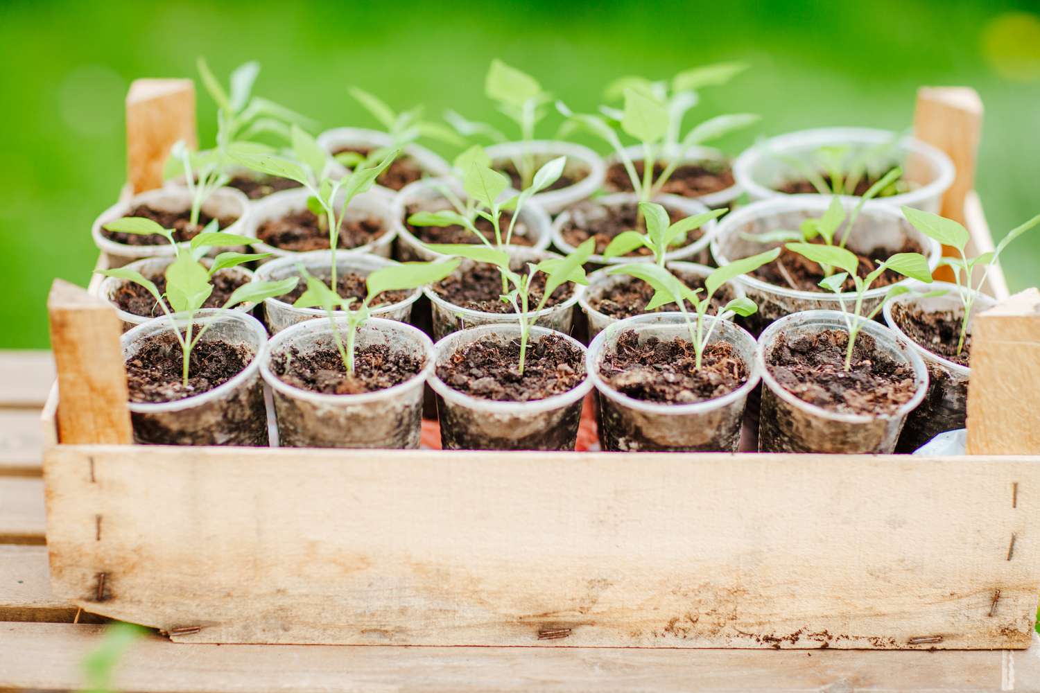 Seedlings in containers