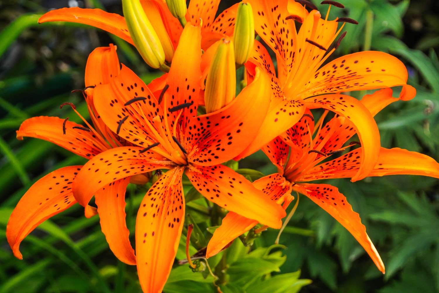 Tiger Lily