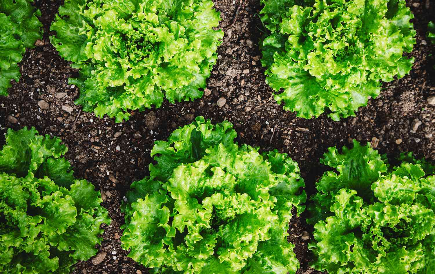 Lettuce growing in garden