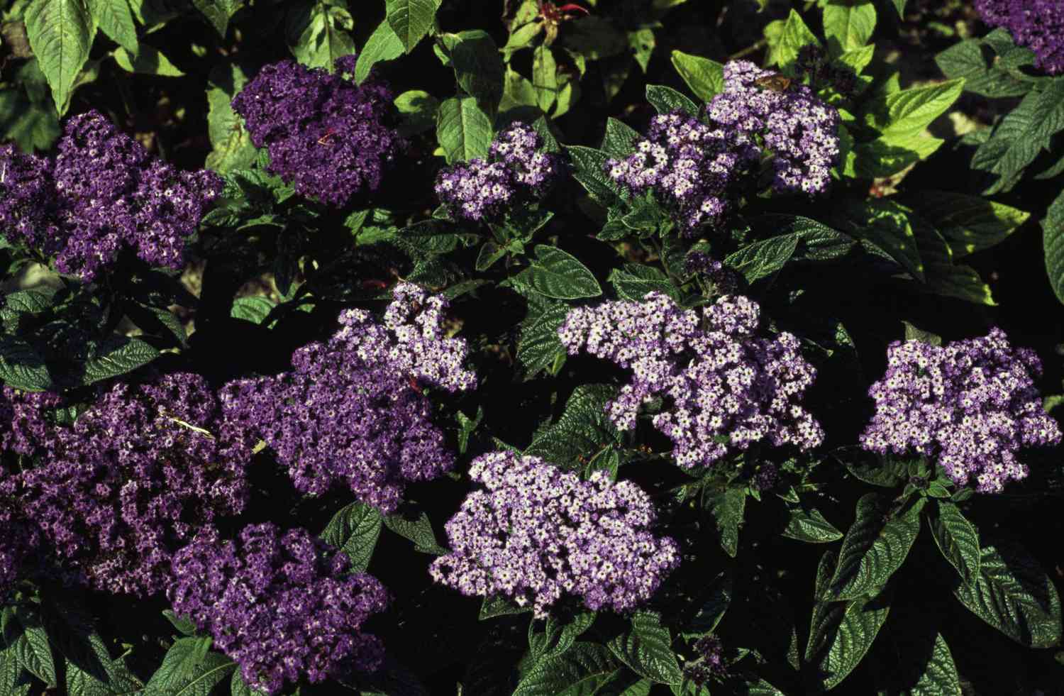 Garden Heliotrope or Cherry Pie