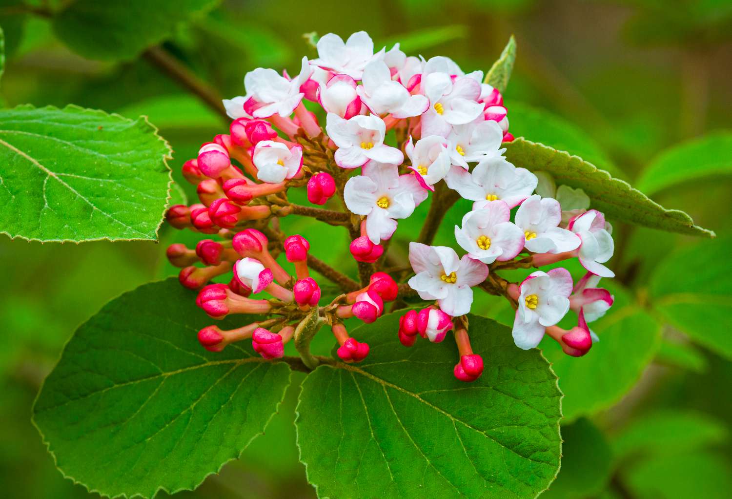 korean spice viburnum