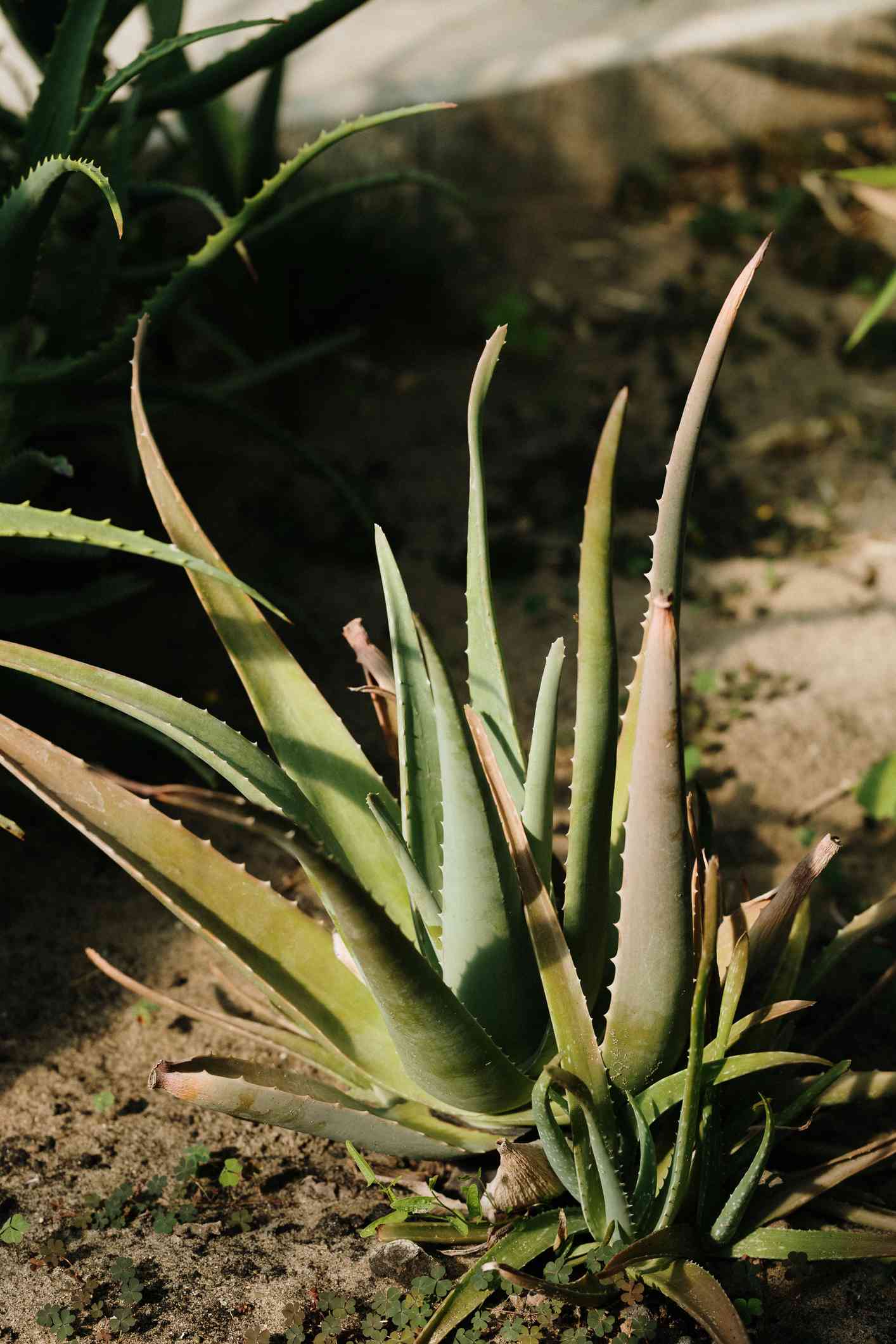 Aloe vera growing in garden