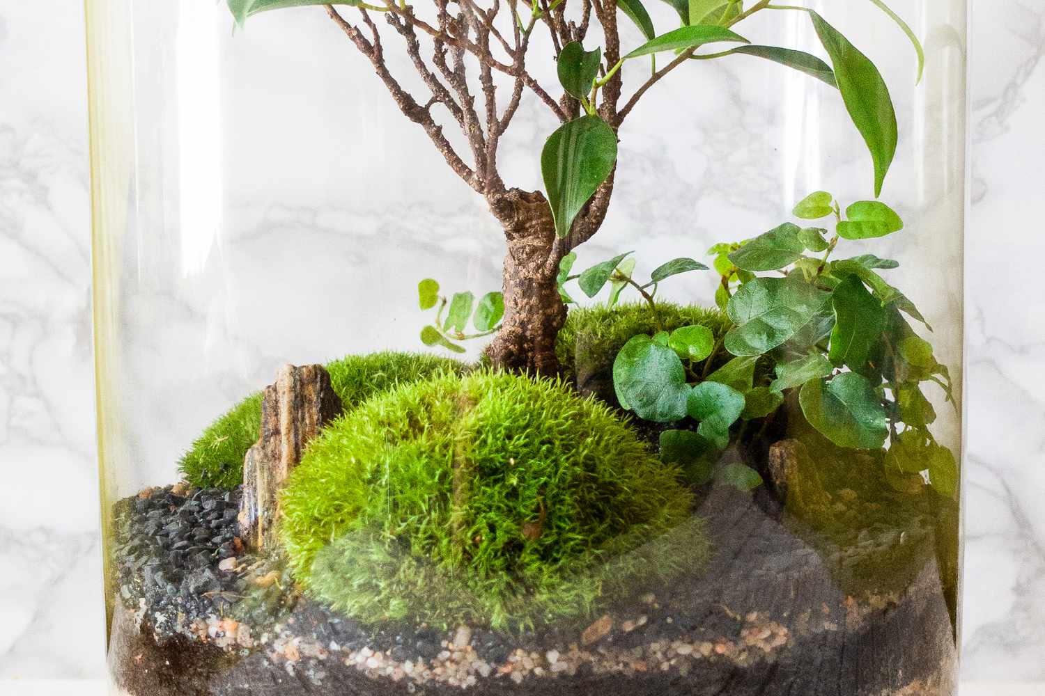 Cushion moss in terrarium