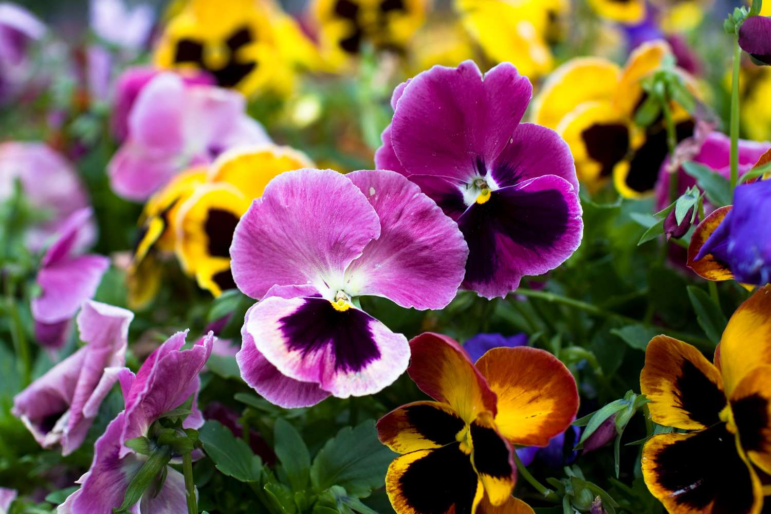 Cool Wave Pansy