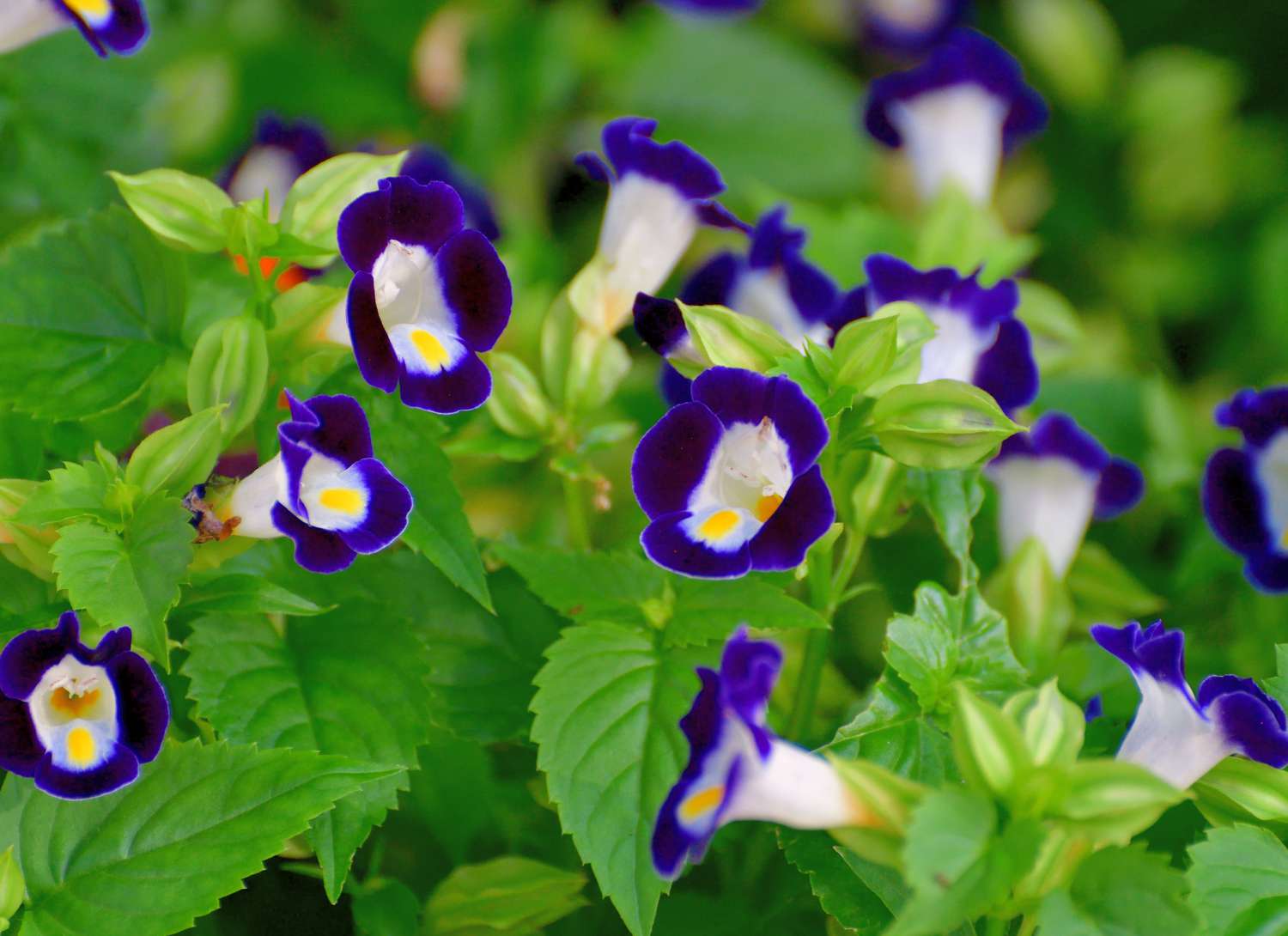 white and purple wishbone flowers