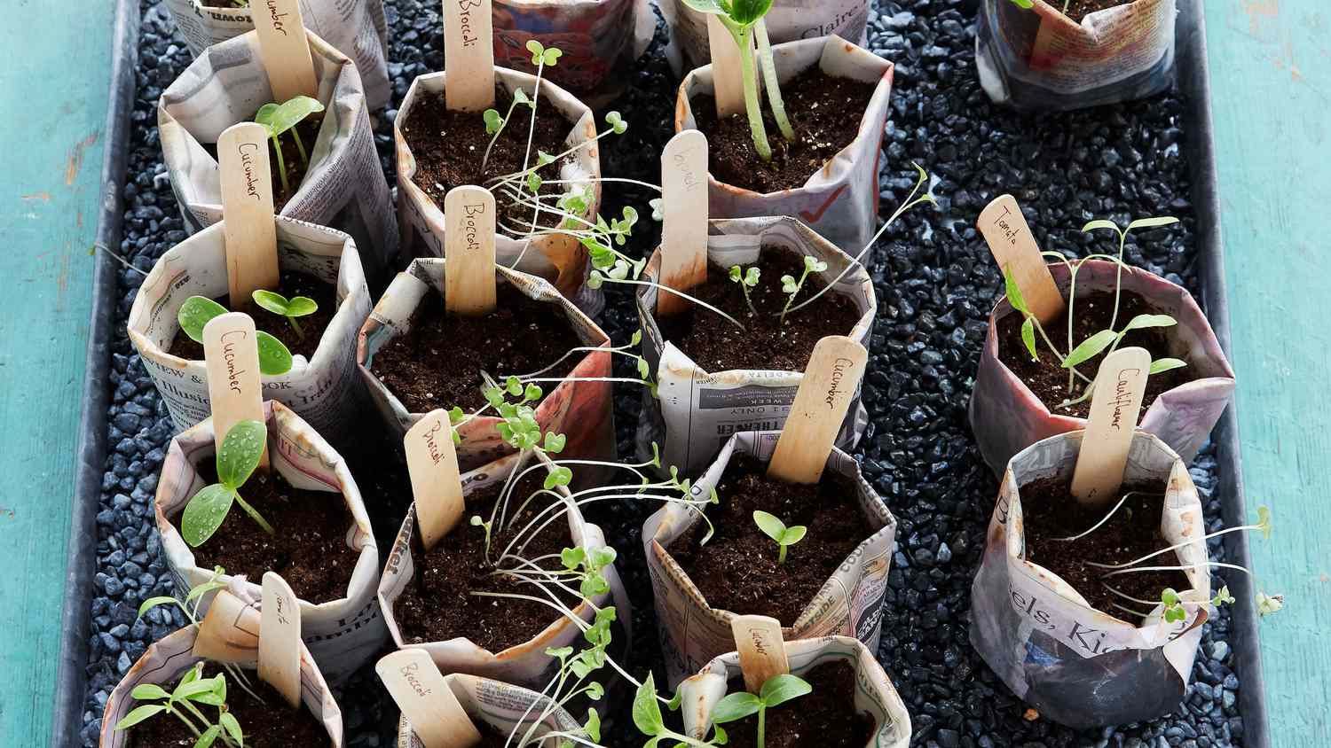 newspaper pots with seedlings