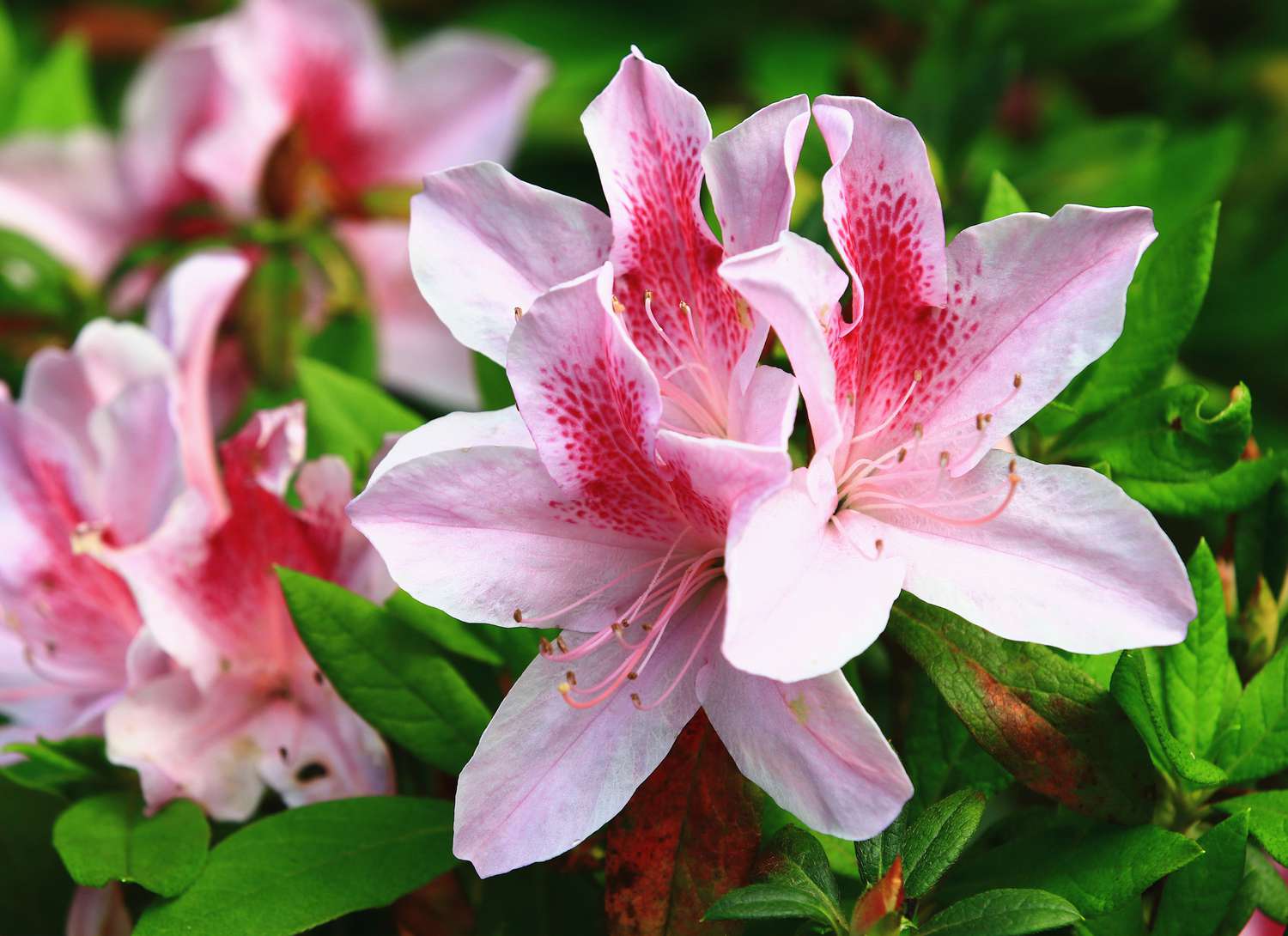 pink azaleas blooming in a garden