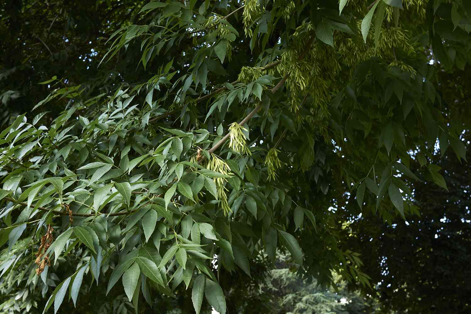 Green alder tree or Fraxinus pennsylvanica showing foliage and fruit.