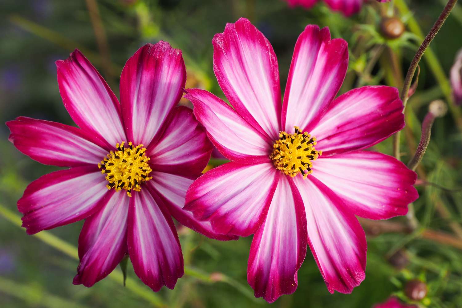 garden cosmos flowers