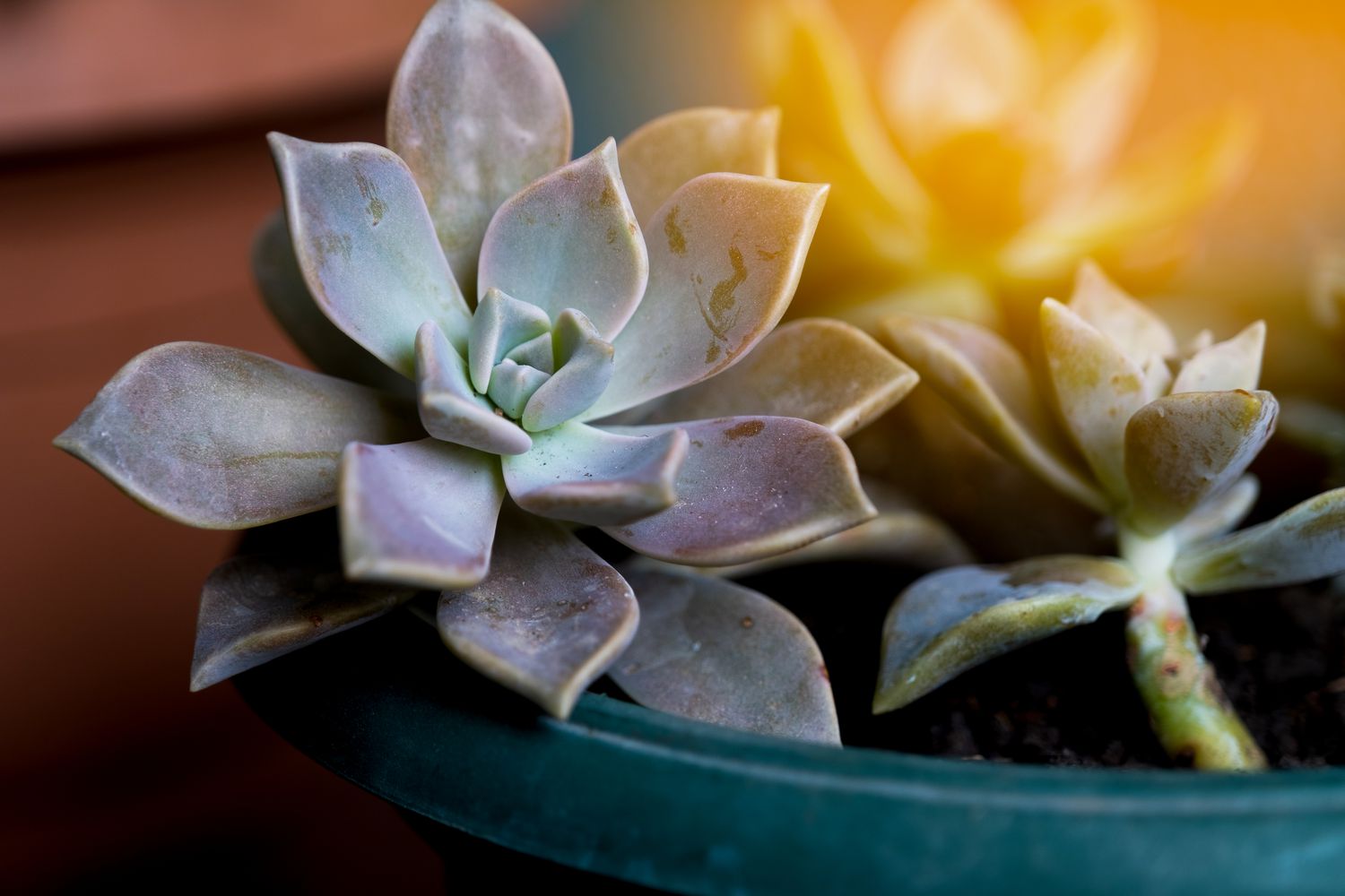 Crassula or echeveria in a flower pot stands on the windowsill. Details of the home interior. The houseplant is ovoid-plump. The succulent plant.