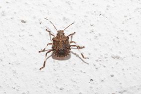A bug with intricate markings on a textured surface