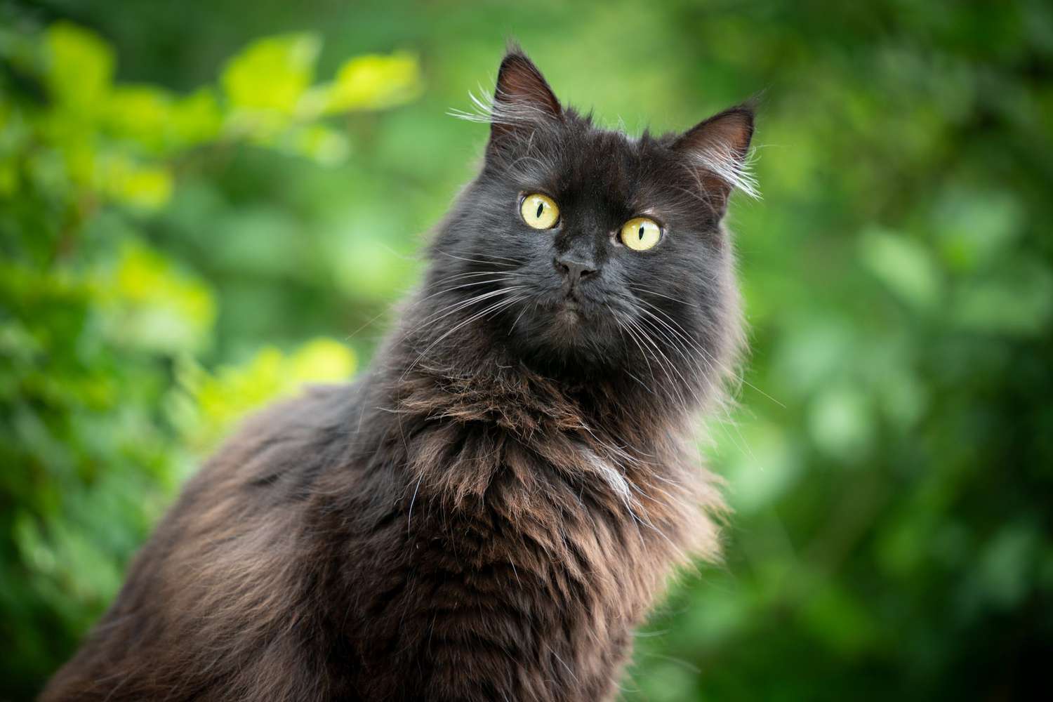 York Chocolate cat breed