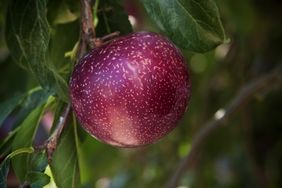 pluot tree