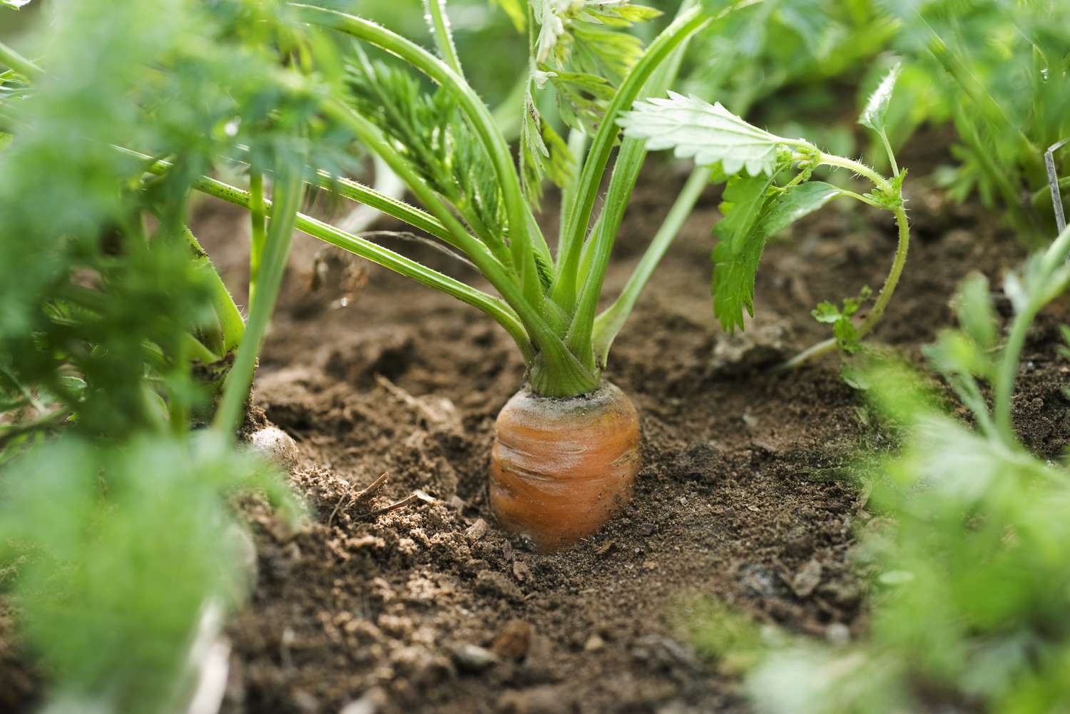 Carrots growing in the garden