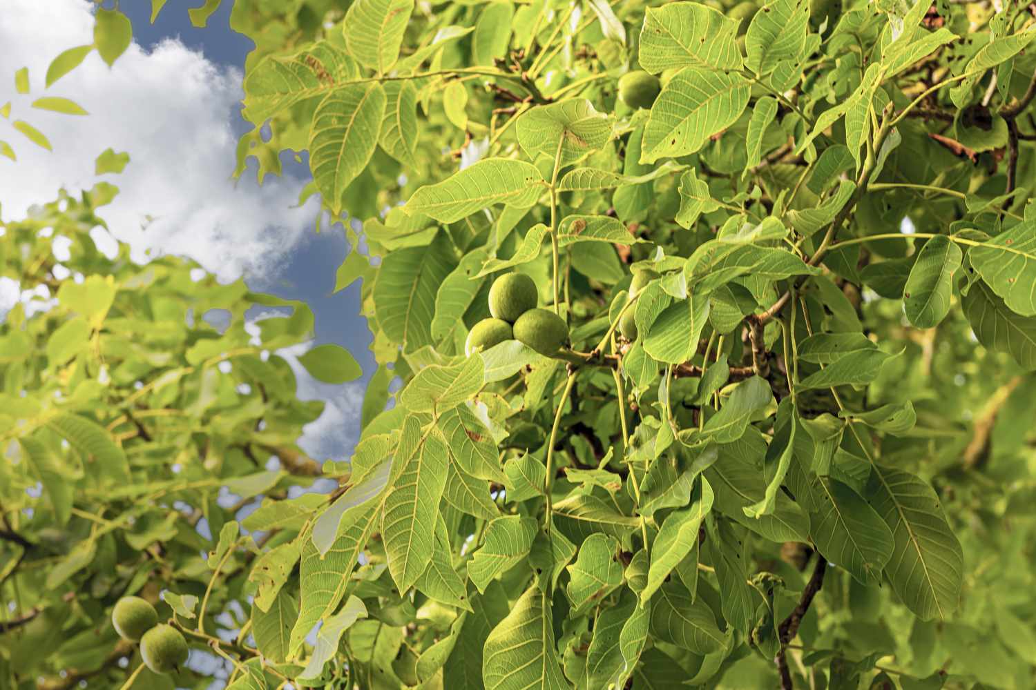 Branches of a black walnut tree with green leaves and nuts in a natural environment