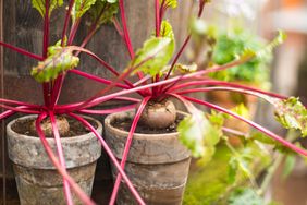 Beet plants growing in pots with leafy stems and roots visible
