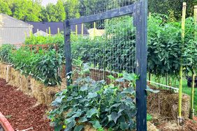 Straw bale farming