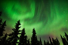 A view of the northern lights in the night sky above a forest with tall trees