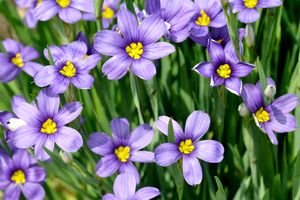 Purple flowers with yellow centers in a green grass backdrop