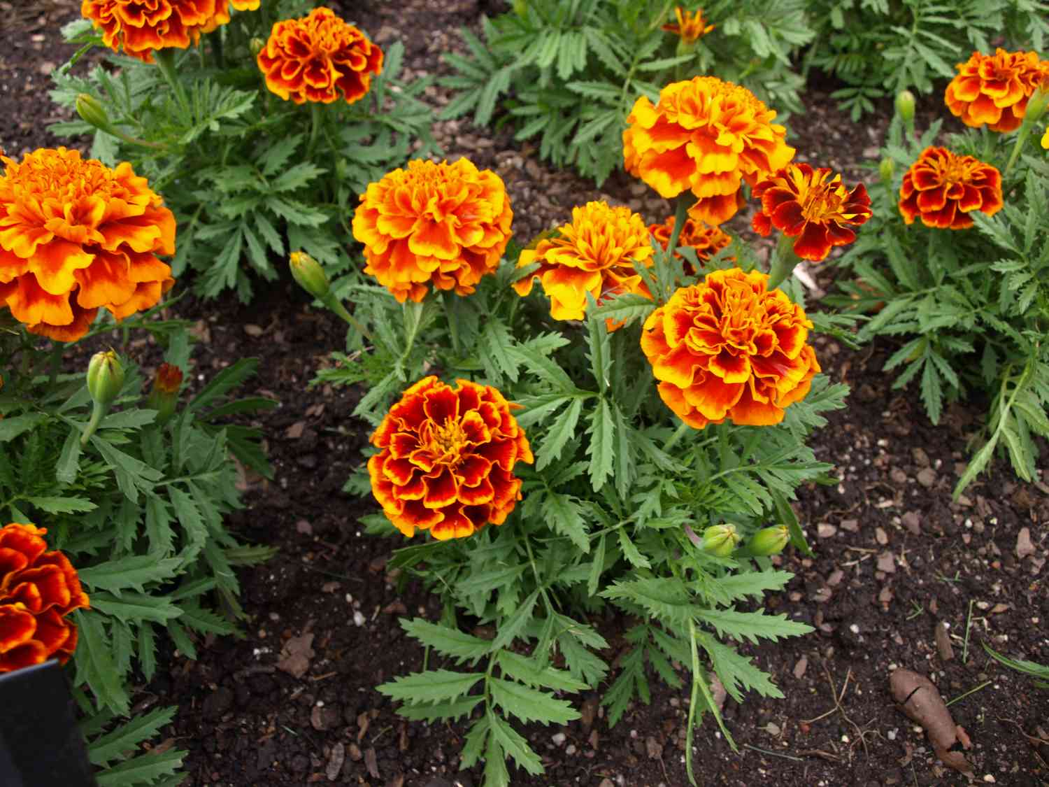Marigolds