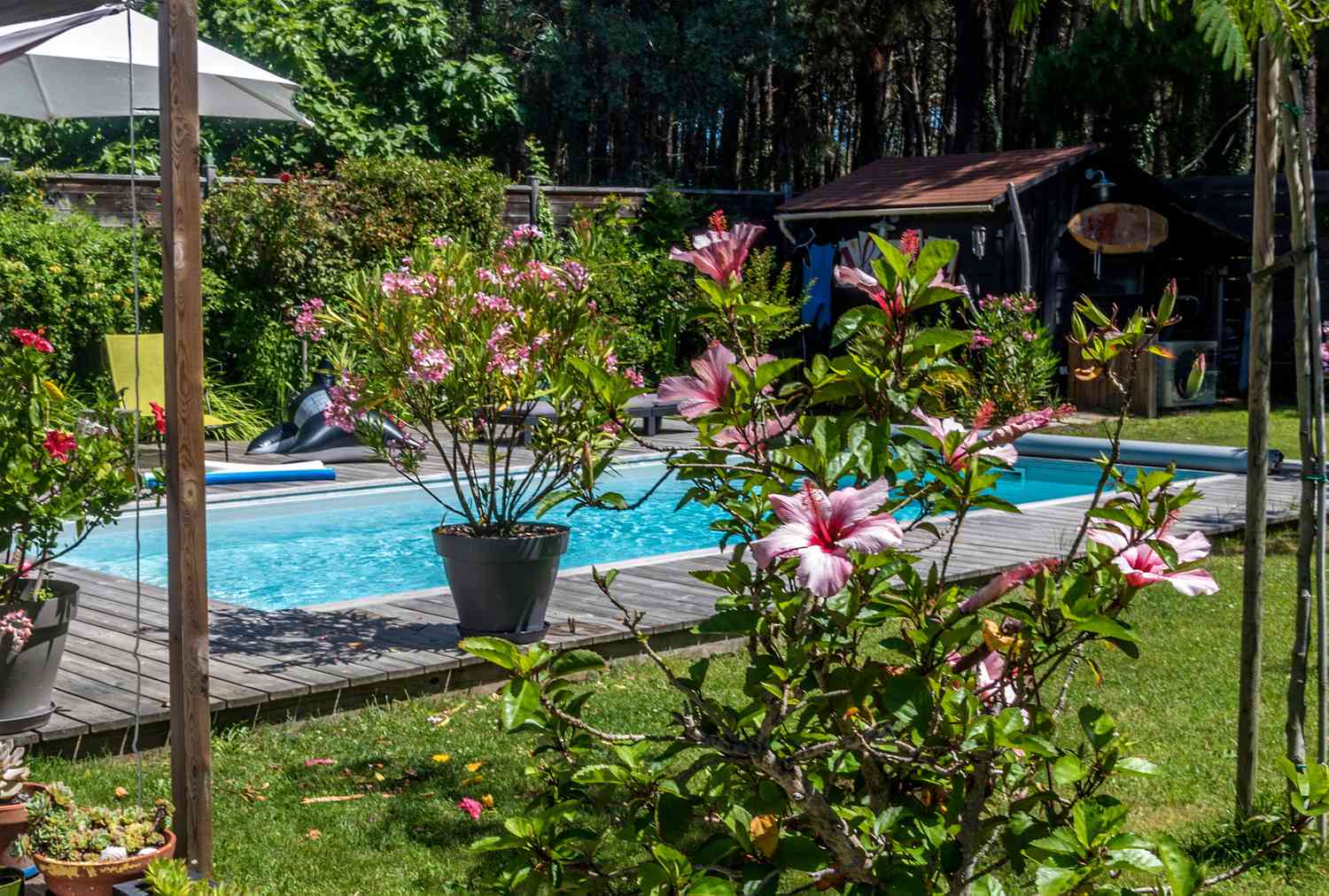 Pool with hibiscus flowers