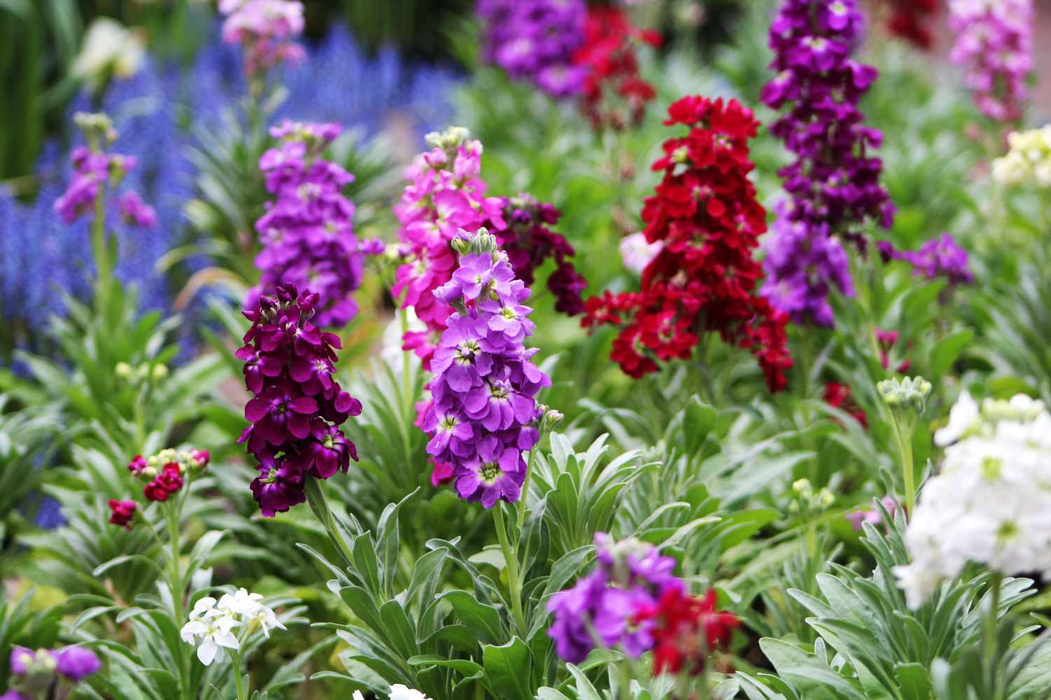 pink, purple, red, and white flowering stock blooms with long green leaves in garden