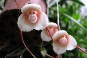 monkey face orchids