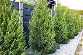 Juniper trees