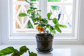 potted lemon tree plant