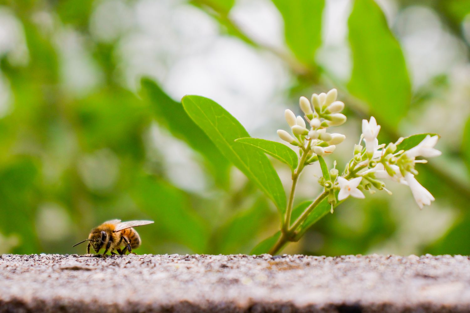 pollinators in rock garden