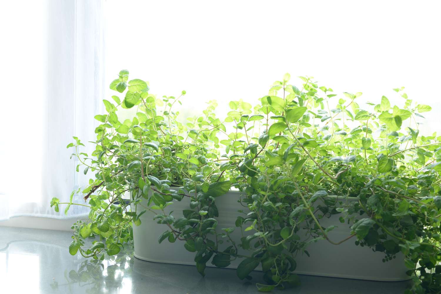 A windowsill herb garden with vibrant green plants in a rectangular planter