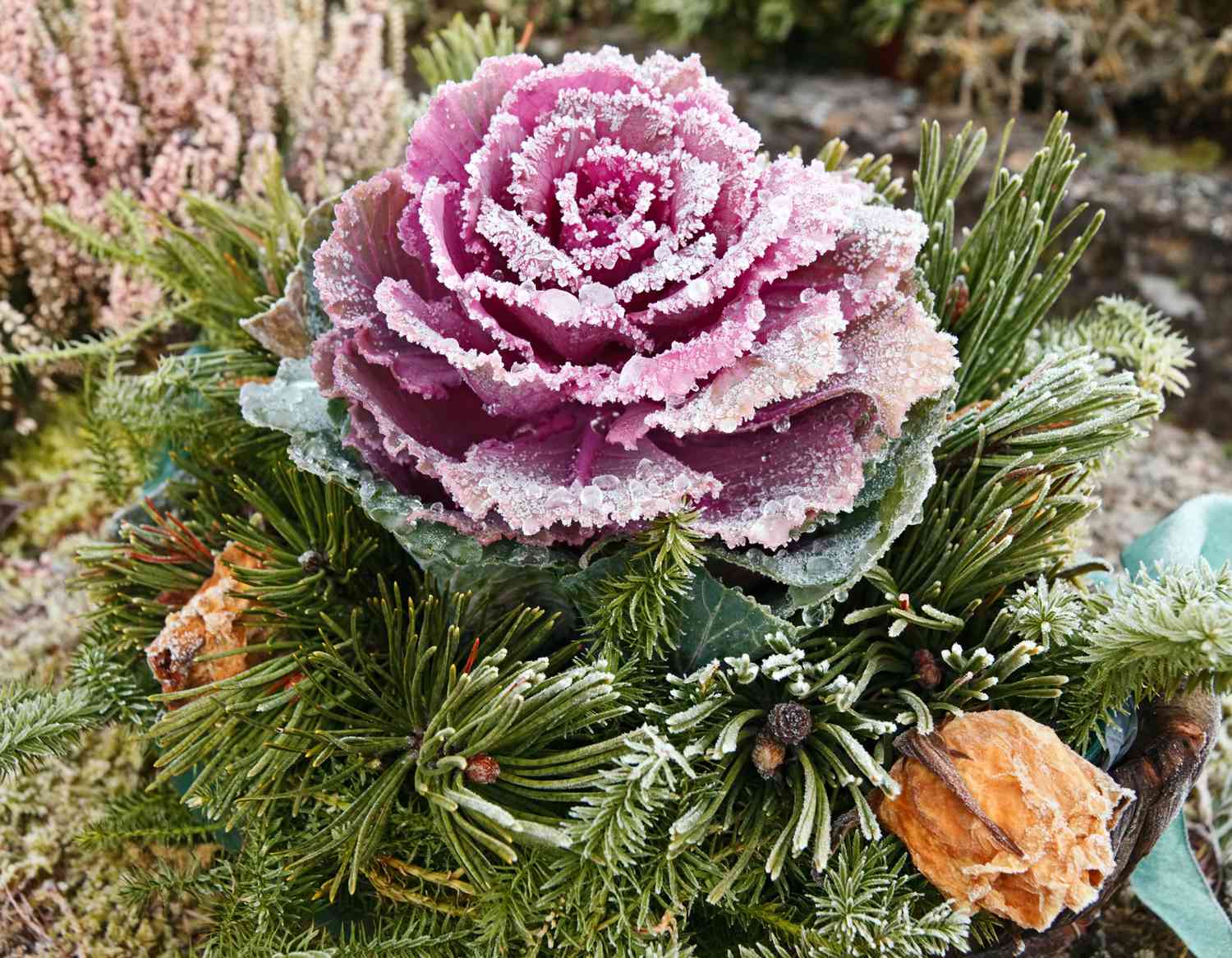 frost-covered ornamental cabbage