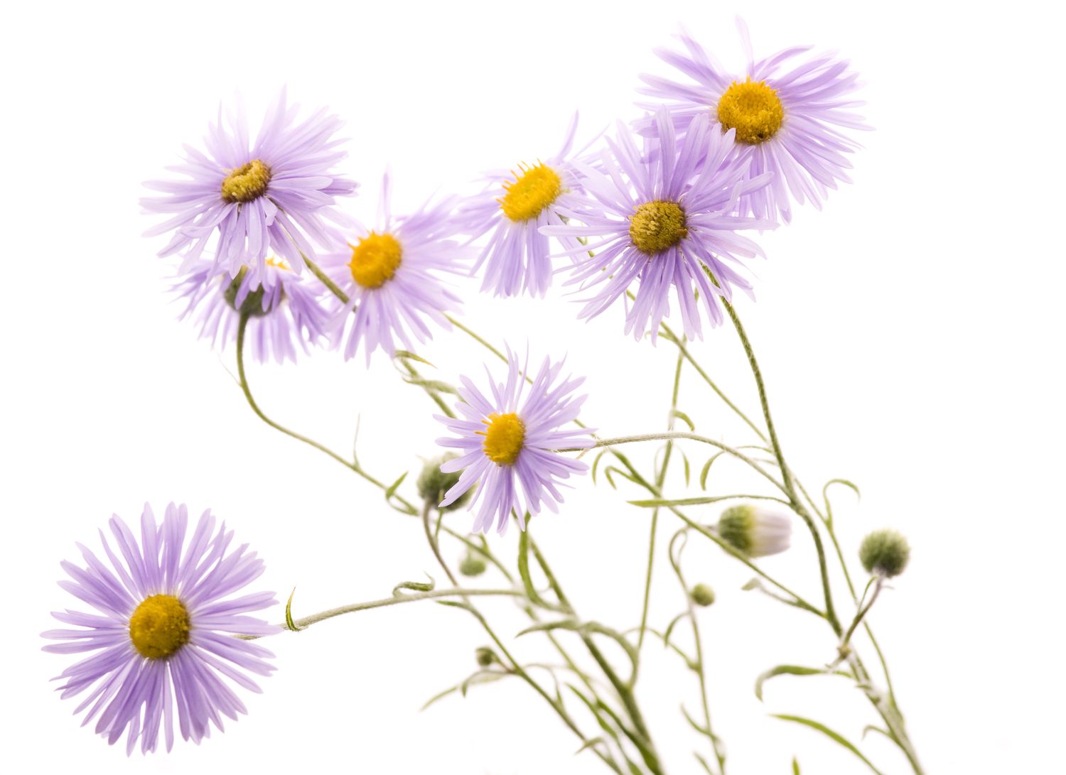 Bundle of aster flowers on a white background