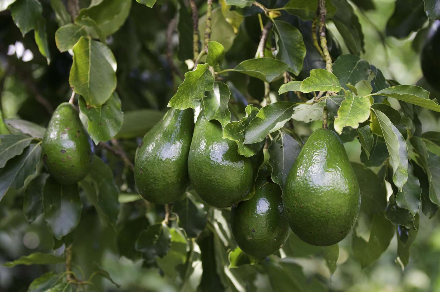 Avocados hanging from a tree branch