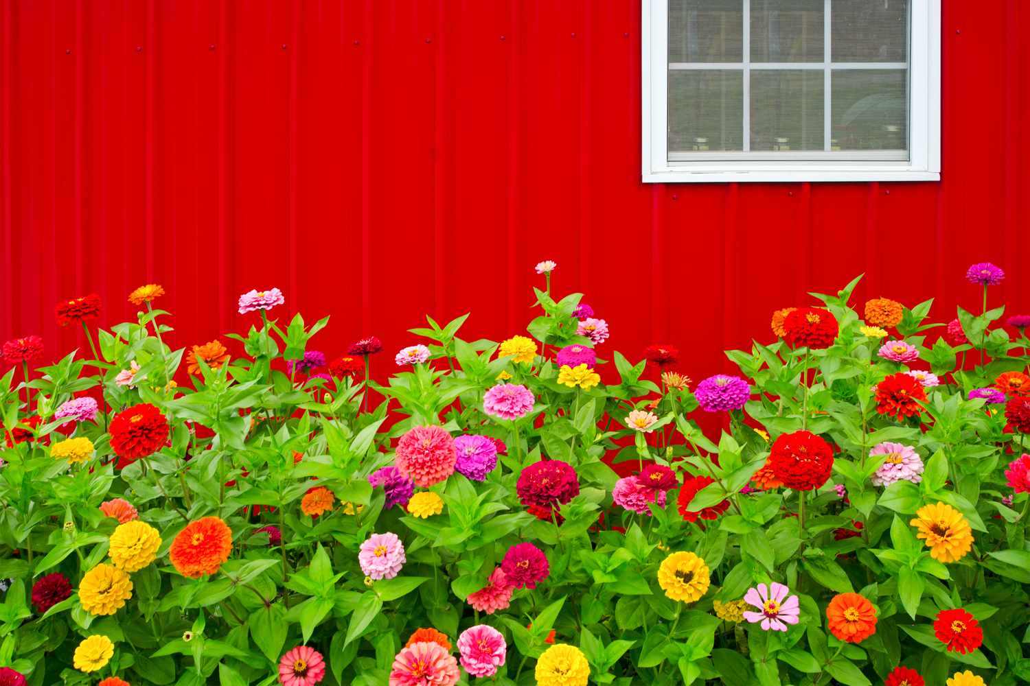 Zinnias growing next to red house