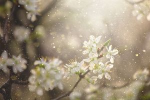 Closeup of blooming flowers on tree branches with diffuse sunlight in the background