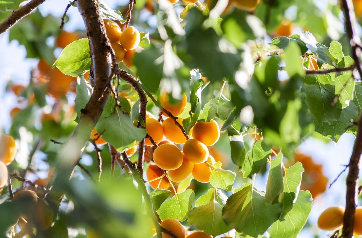 An apricot tree with ripe fruit set against bright greenery
