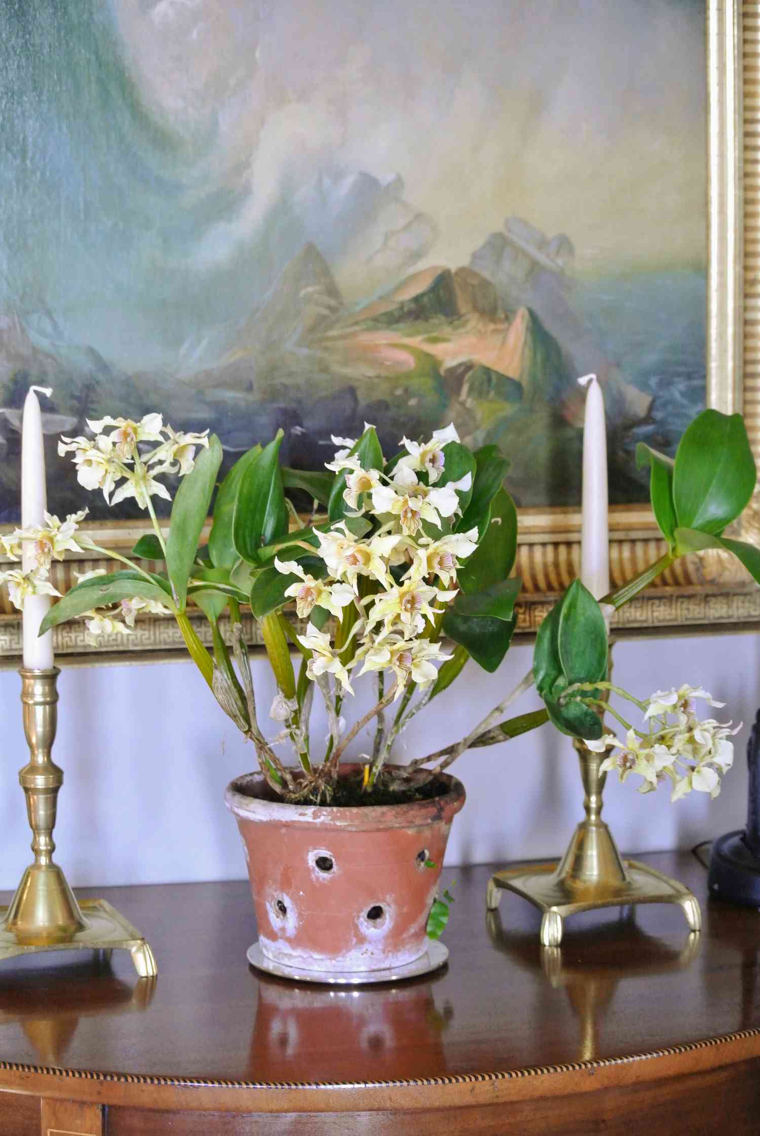Orchid growing in terracotta pot