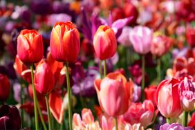 A close view of a field of tulips in bloom showcasing varying shapes and orientations