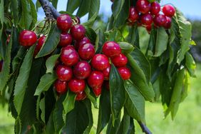 Orchard of ripening Bing Cherries (Prunus avium), ready for harvest.